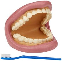 Riesiges Dental-Demonstrationsset TK-03083 TickiT 1