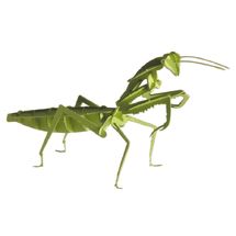 3D Papiermodell - Gottesanbeterin FRI-11624 Fridolin 1