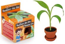 Ich züchte meinen Bananenbaum RC-014265 Radis et Capucine 1