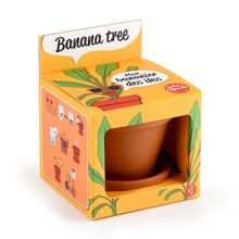 Ich züchte meinen Bananenbaum RC-014265 Radis et Capucine 1