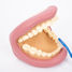 Riesiges Dental-Demonstrationsset TK-03083 TickiT 3