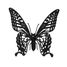 3D Papiermodell - Schmetterling FRI-11607 Fridolin 2