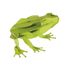 3D Papiermodell - Frosch FR-11609 Fridolin 2
