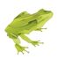 3D Papiermodell - Frosch FR-11609 Fridolin 1