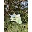 Plüschtier Drago der Drache 53 cm NE-15210-51 Nemu Nemu 3