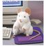 Handpuppe Weiße Maus FO-2219 Folkmanis 2