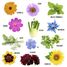 Schmetterlings-Blumen-Samen-Box RC-039581 Radis et Capucine 5