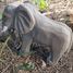 Figur Elefant aus Holz WU-40453 Wudimals 3