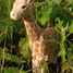 Figur Giraffe aus Holz WU-40454 Wudimals 2