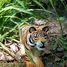 Figur Tiger aus Holz WU-40458 Wudimals 2