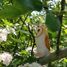 Figur Schleiereule aus Holz WU-41008 Wudimals 2