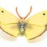 Gelbe Ringelblumen-Schmetterlingsfigur PA-50288 Papo 3