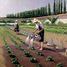Die Gärtner von Caillebotte A881-650 Puzzle Michele Wilson 2