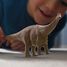 Brontosaurus SC-15051 Schleich 3