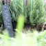Schiefer Pflanzschild 6er Set ED-GT131 Esschert Design 4