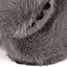 Grauer Koala-Plüschtier 40 cm HO3365 Histoire d'Ours 8