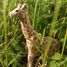 Figur Giraffe aus Holz WU-40454 Wudimals 3