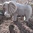 Figur Elefant aus Holz WU-40453 Wudimals 4