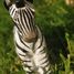 Figur Zebra aus Holz WU-40452 Wudimals 3