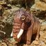 Figur Mammut aus Holz WU-40907 Wudimals 3