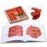 Feld 40 rot und orange Platten + Kunstbuch KARLRP22-4356 Kapla 4
