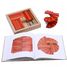 Feld 40 rot und orange Platten + Kunstbuch KARLRP22-4356 Kapla 4