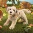 Handpuppe Hund Labradoodle FO-3136 Folkmanis 3
