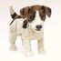 Handpuppe Jack Russell Terrier FO-2848 Folkmanis 6