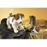 Handpuppe Jack Russell Terrier FO-2848 Folkmanis 5