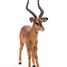 Impala-Figur PA50186 Papo 3