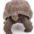 Galapagos-Schildkrötenfigur PA50161-3929 Papo 5