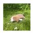 Plüschtier Vick der braune Hund 54 cm NE-48904-37 Nemu Nemu 4
