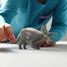 Triceratops SC-15050 Schleich 3