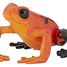 Äquatorial-roten Frosch