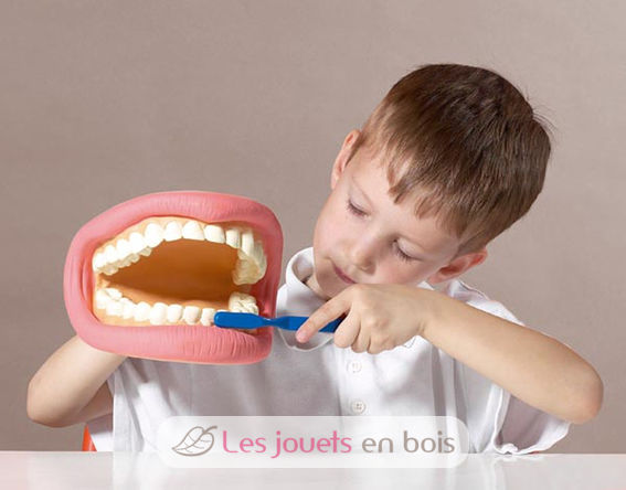 Riesiges Dental-Demonstrationsset TK-03083 TickiT 4