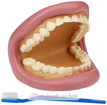 Riesiges Dental-Demonstrationsset TK-03083 TickiT 1