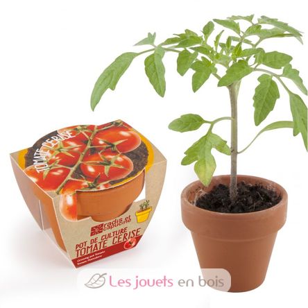 Kirschtomate im Terrakottatopf RC-003565 Radis et Capucine 1