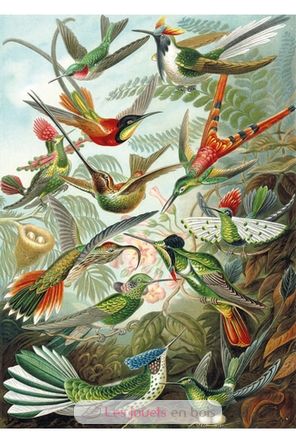 Die HAECKEL Kolibris WA539-500 Puzzle Michele Wilson 2