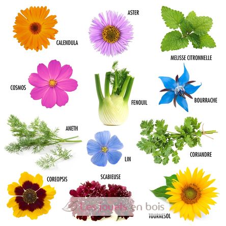 Schmetterlingsblumensamen zur Aussaat RC-140948 Radis et Capucine 3