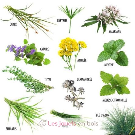 Katzenfreundliches Pflanzensamen-Set RC-140947 Radis et Capucine 2