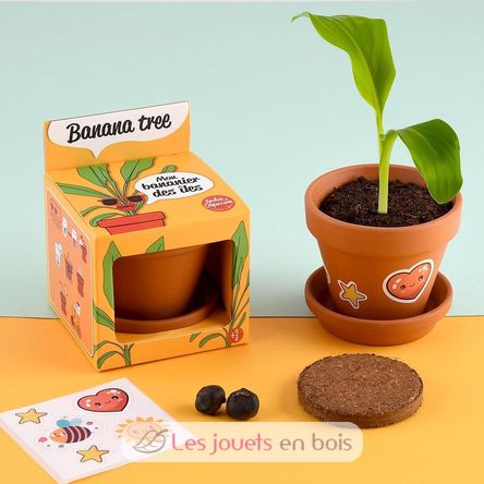 Ich züchte meinen Bananenbaum RC-014265 Radis et Capucine 3