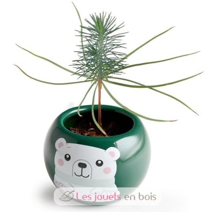 Mein Weihnachtsbaum zum Selberziehen RC-143304 Radis et Capucine 5